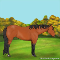 Horse Color:Bay 