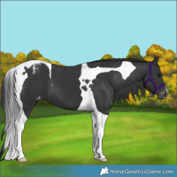 Horse Color:Black Tobiano Appaloosa 