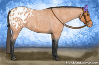 Horse Color:Bay Roan Appaloosa 