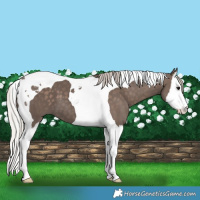 Horse Color:Silver Black Splash Tobiano 
