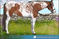 Horse Color:Bay Splash Tobiano Appaloosa and Bay Tobiano Appaloosa