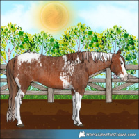 Horse Color:Bay Splash Tobiano Appaloosa  and Chestnut Splash Tobiano Appaloosa 
