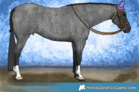Horse Color:Blue Roan 