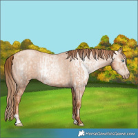 Horse Color:Gold Champagne Pearl Rabicano  and Gray Gold Champagne Pearl Rabicano 