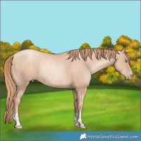 Horse Color:Gold Champagne Pearl Rabicano and Gold Champagne Pearl Rabicano