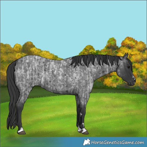 Horse Color:Unknown 