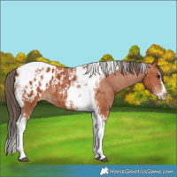 Horse Color:Bay Splash Tobiano Frame Blanket  and Bay Splash Tobiano Frame Blanket 