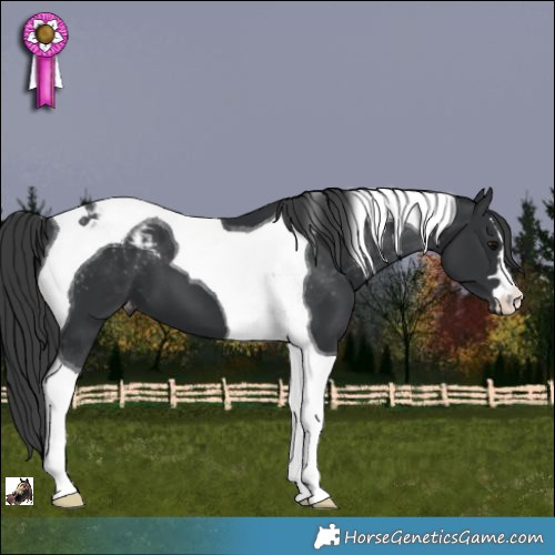 Horse Color:Black Tobiano Appaloosa 