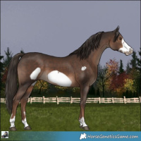 Horse Color:Liver Chestnut Frame 