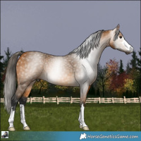 Horse Color:Gray Buckskin 