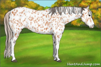 Horse Color:Bay Splash Tobiano Appaloosa  and Silver Bay Splash Tobiano Appaloosa 