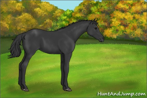 Horse Color:Black 