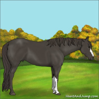 Horse Color:Smoky Black 