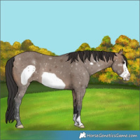 Horse Color:Brown Dun Frame 