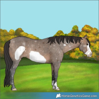 Horse Color:Brown Dun Frame