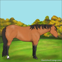 Horse Color:Bay 