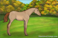 Horse Color:Red Dun