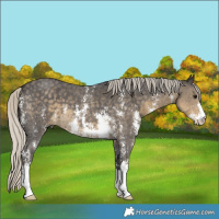 Horse Color:Silver Smoky Black Sabino 