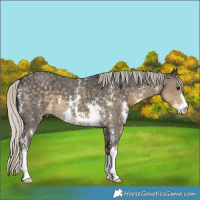 Horse Color:Silver Smoky Black Sabino