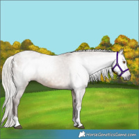 Horse Color:Gray Silver Grullo Tobiano Appaloosa 