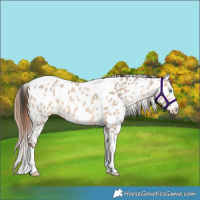 Horse Color:Sable Champagne Dun Splash Tobiano Leopard 