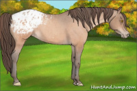 Horse Color:Amber Champagne Appaloosa  and Amber Champagne Appaloosa 