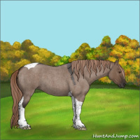 Horse Color:Liver Red Dun Roan Tobiano 