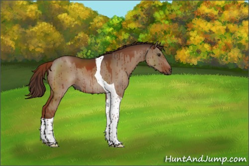 Horse Color:Liver Red Dun Tobiano Rabicano Brindle 
