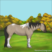 Horse Color:Liver Red Dun Tobiano Rabicano 