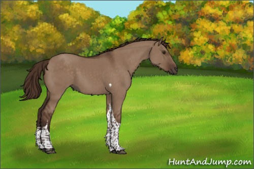 Horse Color:Liver Red Dun Tobiano Rabicano 
