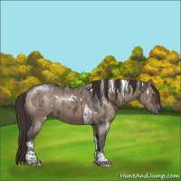 Horse Color:White Spotted Liver Red Dun Ice Tobiano Rabicano Brindle 