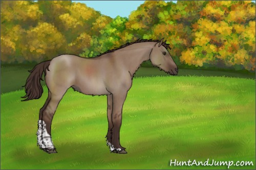 Horse Color:Liver Red Dun Roan Tobiano Rabicano 