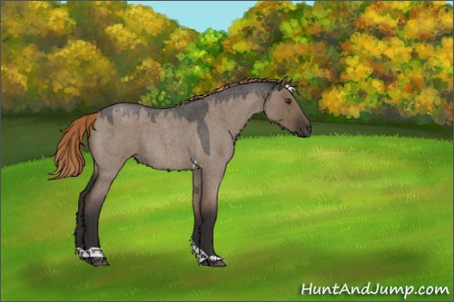 Horse Color:Liver Red Dun Roan Tobiano Rabicano 