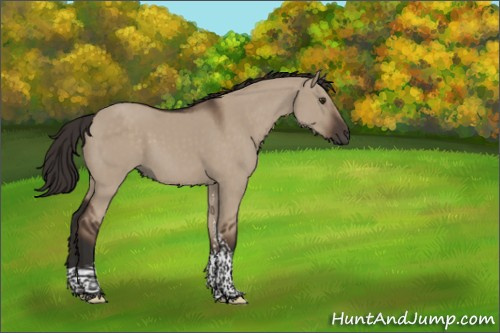 Horse Color:Liver Red Dun Tobiano Rabicano 