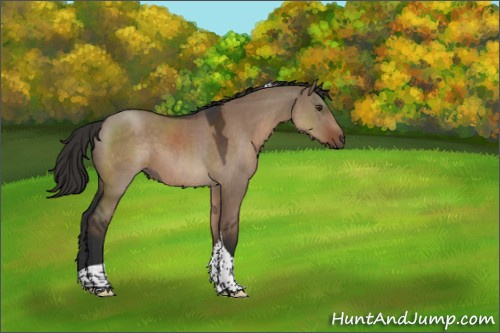 Horse Color:Liver Red Dun Tobiano Rabicano 