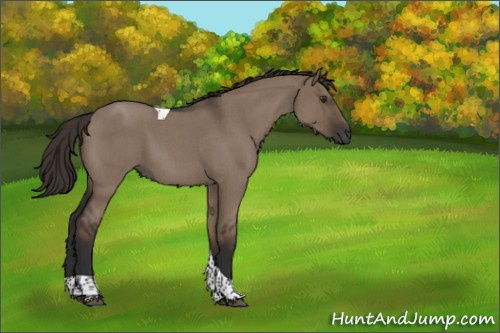 Horse Color:Liver Red Dun Roan Tobiano Rabicano 