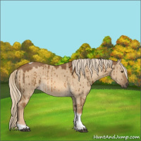 Horse Color:Chocolate Palomino Dun Tobiano Rabicano Brindle