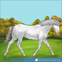 Horse Color:Liver Chestnut Sabino