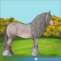 Horse Color:Liver Chestnut Tobiano Appaloosa 