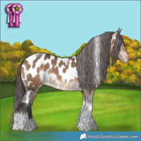 Horse Color:Brown Dun Tobiano Appaloosa 