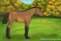 Horse Color:Buckskin 