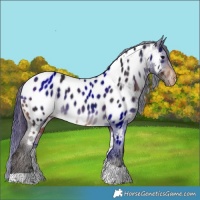 Horse Color:Bay Tobiano Appaloosa 