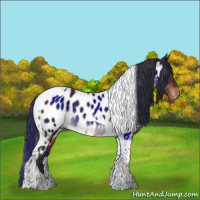 Horse Color:Bay Tobiano Appaloosa
