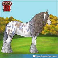 Horse Color:Buckskin Dun Splash Tobiano Appaloosa 