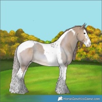 Horse Color:Liver Red Dun Splash Tobiano 