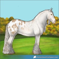 Horse Color:White Spotted Chocolate Palomino Dun Appaloosa 