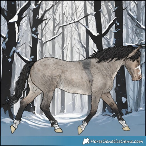 Horse Color:Brown Roan Dun Appaloosa 