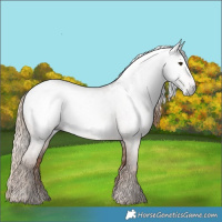 Horse Color:Gray Liver Red Dun Roan Snowcap 