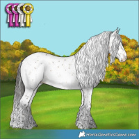 Horse Color:Bay Dun Sabino 