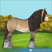 Horse Color:Buckskin Dun Sabino Rabicano